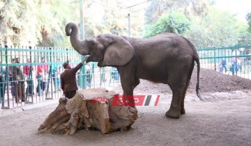 بعد وفاة آخر الفيلة.. حديقة حيوان الجيزة خالية من الأفيال
