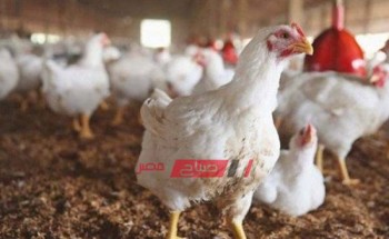 أسعار الدجاج بالكيلو اليوم الإثنين 20 من سبتمبر الجاري