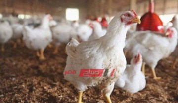 استقرار أسعار الدواجن والبيض اليوم الثلاثاء 7-2-2023 في السوق المصري