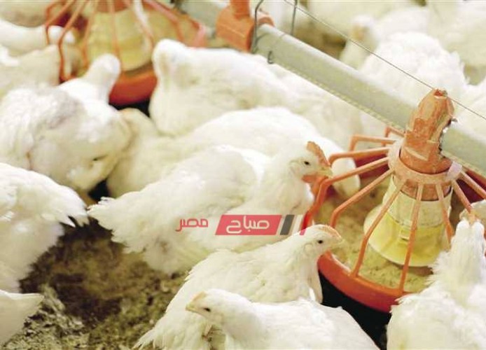 ننشر متوسط أسعار الدواجن والبيض اليوم الإثنين 6-2-2023 في الاسواق المصرية