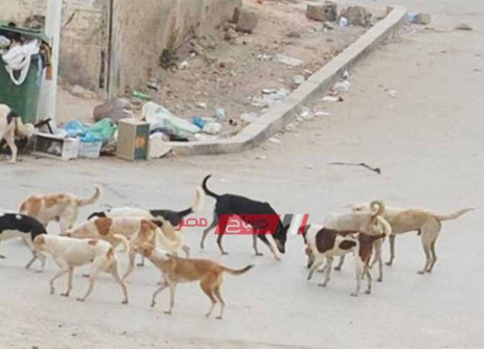 شن حملات مكبرة للقضاء على ظاهرة الكلاب الضالة بحى الجمرك بالإسكندرية