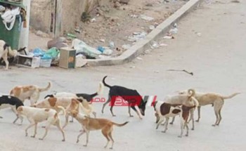 شن حملات مكبرة للقضاء على ظاهرة الكلاب الضالة بحى الجمرك بالإسكندرية