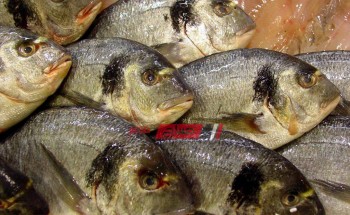 إنخفاض أسعار أسماك البحر بالإسكندرية بسبب النوة