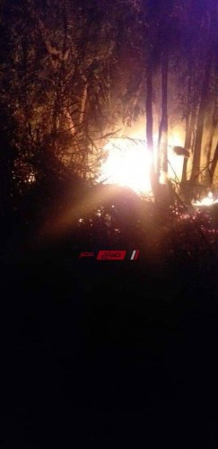 بالصور إخماد حريق هائل نشب بأراضي زراعية في دمياط