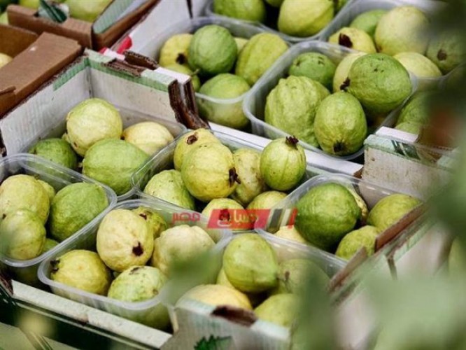 تباين أسعار الجوافة في أسواق الفاكهة بالمحافظات