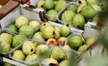 كيلو الجوافة يرتفع لـ 8 جنيهات في سوق الجملة اليوم
