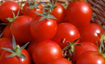 كيلو الطماطم يسجل 4.5 جنيه في سوق الجملة اليوم