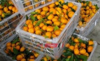 استقرار أسعار البرتقال في سوق الجملة اليوم