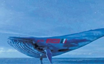 وزارة البيئة توضح حقيقة فيديو صوت الحوت الأزرق في سواحل مصر الشمالية