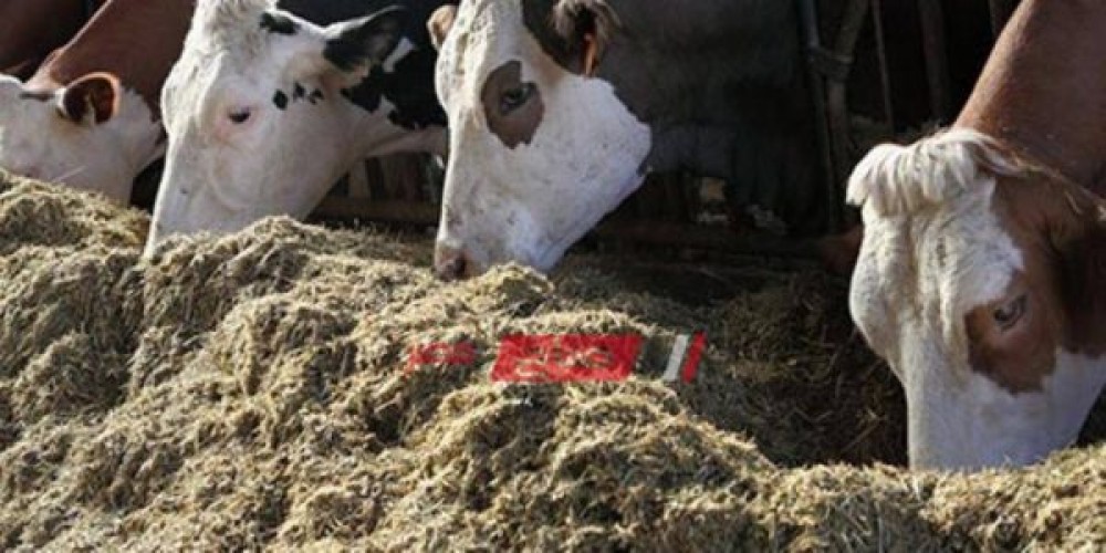 ارتفاع أسعار أعلاف الماشية بنحو 275 جنيهًا للطن في الدقهلية