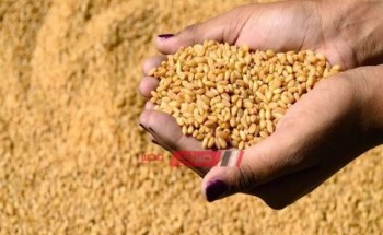 4000 جنيه أعلى سعر لطن القمح المحلي في المحافظات