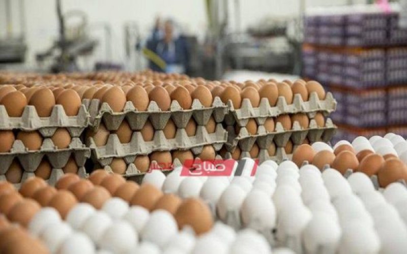 تعرف على أسعار البيض في الأسواق اليوم الأربعاء