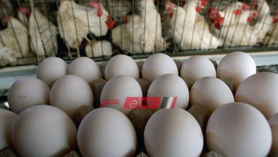 ارتفاع أسعار البيض في المحافظات اليوم