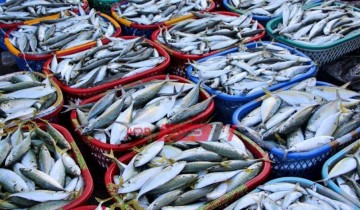 تحديث أسعار الأسماك اليوم الثلاثاء 9-2-2021 في محافظة الإسكندرية