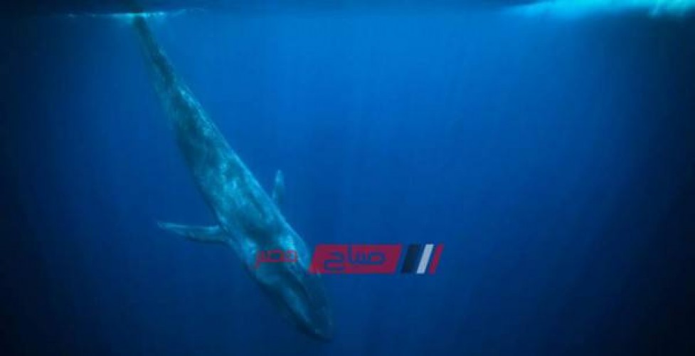 بيان وزارة البيئة بشأن سماع أصوات الحوت الأزرق في سواحل مصر الشمالية