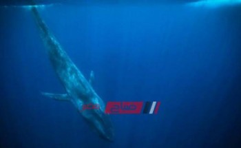 فيديو حقيقة صوت الحوت الأزرق فى مصر