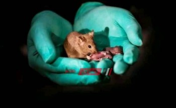 دراسة تؤكد سرعة الفئران تتعدى سرعة الإنسان في كشف مرض السل