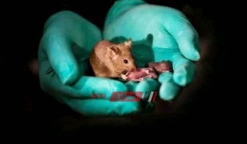 دراسة تؤكد سرعة الفئران تتعدى سرعة الإنسان في كشف مرض السل