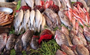 أسعار الأسماك اليوم الخميس في الشوادر والأسواق