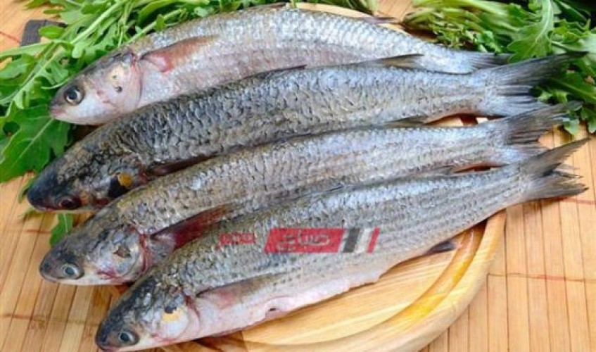 ننشر أسعار البوري في أسواق الأسماك اليوم