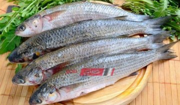 صباح مصر يقدم أسعار أسماك البوري في المحافظات