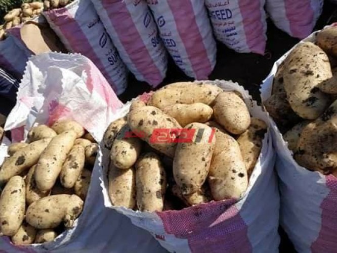 7 جنيهات أعلى سعر لكيلو البطاطس في أسواق الخضار