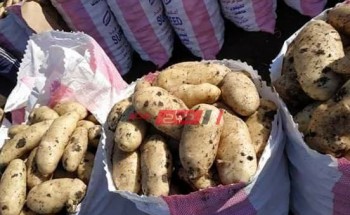 سعر البطاطس يتراجع جنيه في سوق الجملة اليوم