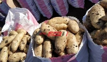 250 قرشًا أقل سعر لكيلو البطاطس في أسواق المحافظات