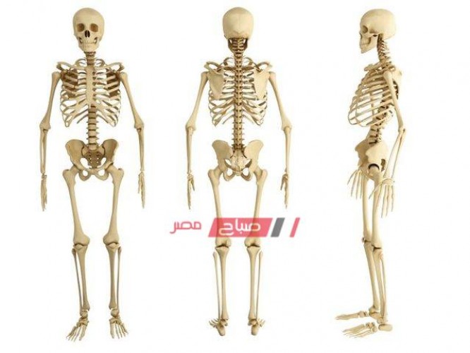 ما هو عدد عظام جسم الإنسان – الرقم التفصيلي لعدد عظام جسم الانسان