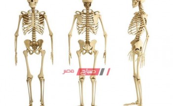ما هو عدد عظام جسم الإنسان – الرقم التفصيلي لعدد عظام جسم الانسان