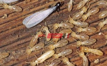 مكافحة انتشار النمل الأبيض في الإسكندرية