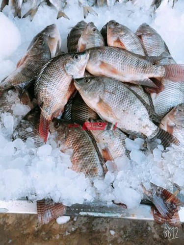كيلو كاليماري بـ 160 جنيهًا في سوق العبور لجملة الأسماك