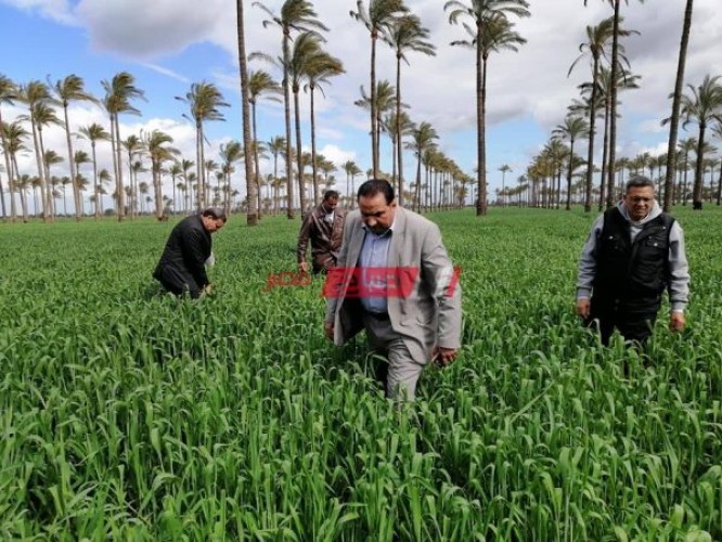 وكيل الزراعة في دمياط يتفقد زراعات القمح بمركز كفر سعد