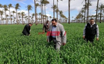 وكيل الزراعة في دمياط يتفقد زراعات القمح بمركز كفر سعد