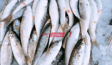 متوسط أسعار الأسماك والجمبري اليوم الثلاثاء 9-2-2021 في مصر