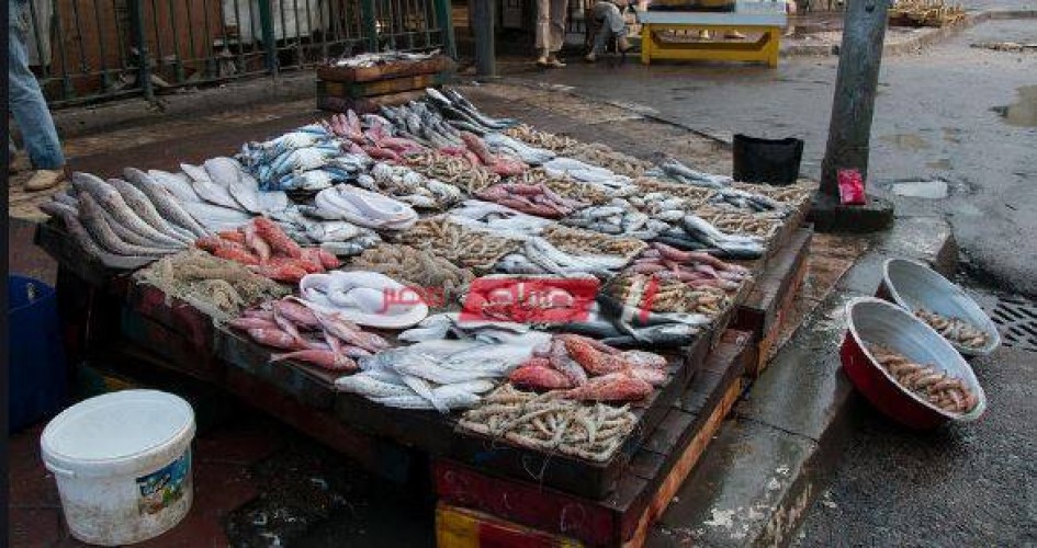 استقرار أسعار السمك البلطي وارتفاع الجمبري في سوق الجملة