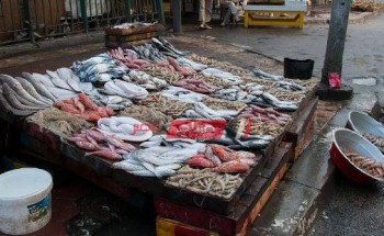 استقرار أسعار السمك البلطي وارتفاع الجمبري في سوق الجملة