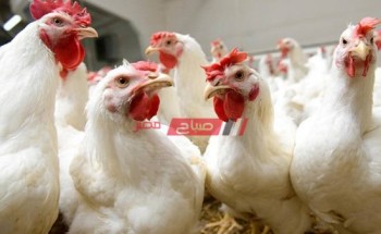 أسعار كل انواع الدجاج اليوم الثلاثاء 5 أكتوبر الجاري 2021