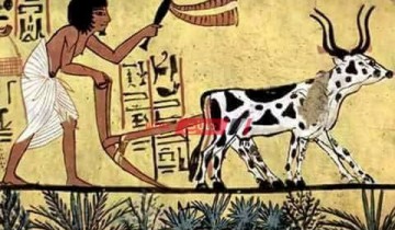 كيف ازدهرت الزراعة في مصر القديمة؟
