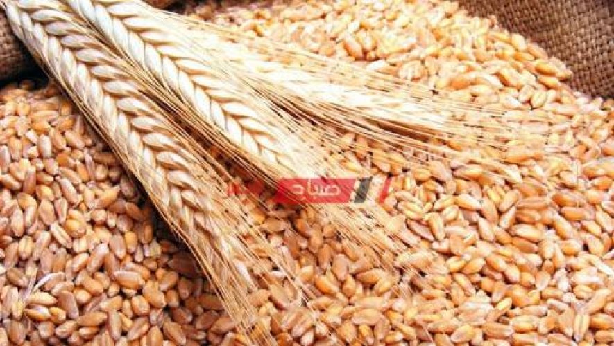 ثبات أسعار القمح محليًا رغم انخفاض سعره عالميًا