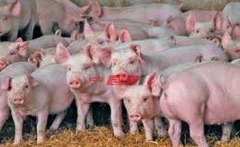 وباء جديد انفلوانزا الخنازير تضرب الصين