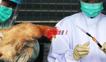 لأول مره منذ 2017 سلالة مميتة من انفلوانزا الطيور تهاجم أمريكا