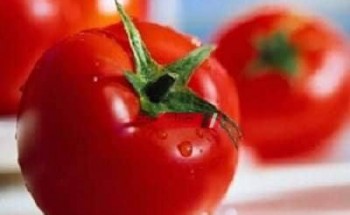 زيادة إنتاج محصول الطماطم ب8 مناطق في البحيرة لتقليل سعر الكيلو