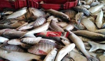 متوسط أسعار السمك في السوق المحلي اليوم الإثنين 24-1-2022