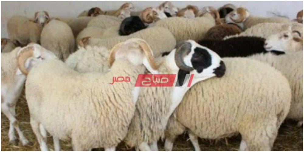 صباح مصر ينشر أسعار القائم من ضأن الخراف في المحافظات