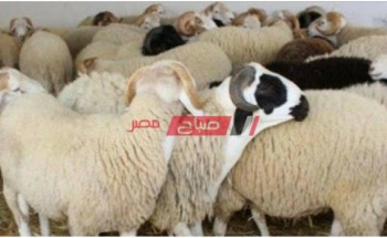 صباح مصر ينشر أسعار القائم من ضأن الخراف في المحافظات