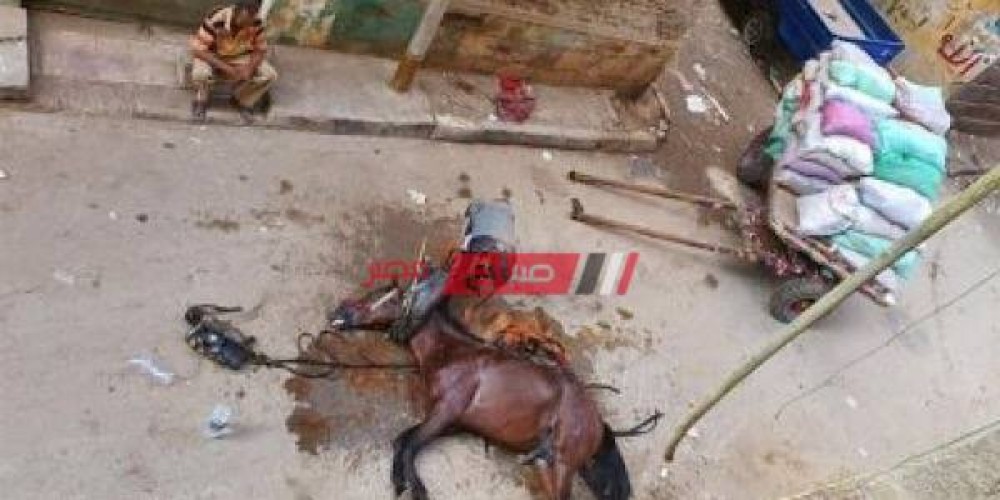 التحقيق مع المتهمين بواقعة ضرب حصان قسرا حتى الموت بالوايلى