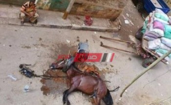 التحقيق مع المتهمين بواقعة ضرب حصان قسرا حتى الموت بالوايلى