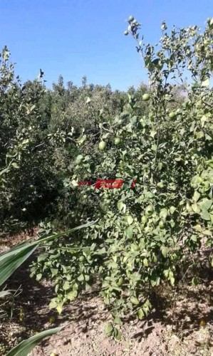 لماذا تنتشر زراعة أشجار الزيتون في الوطن العربي