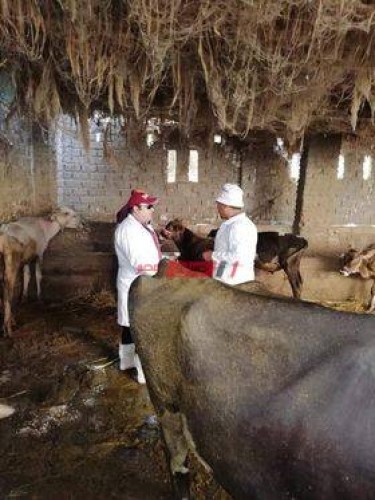 انتظام حملات تحصين رؤوس الماشية بدمياط ضمن مرض الحمى القلاعية